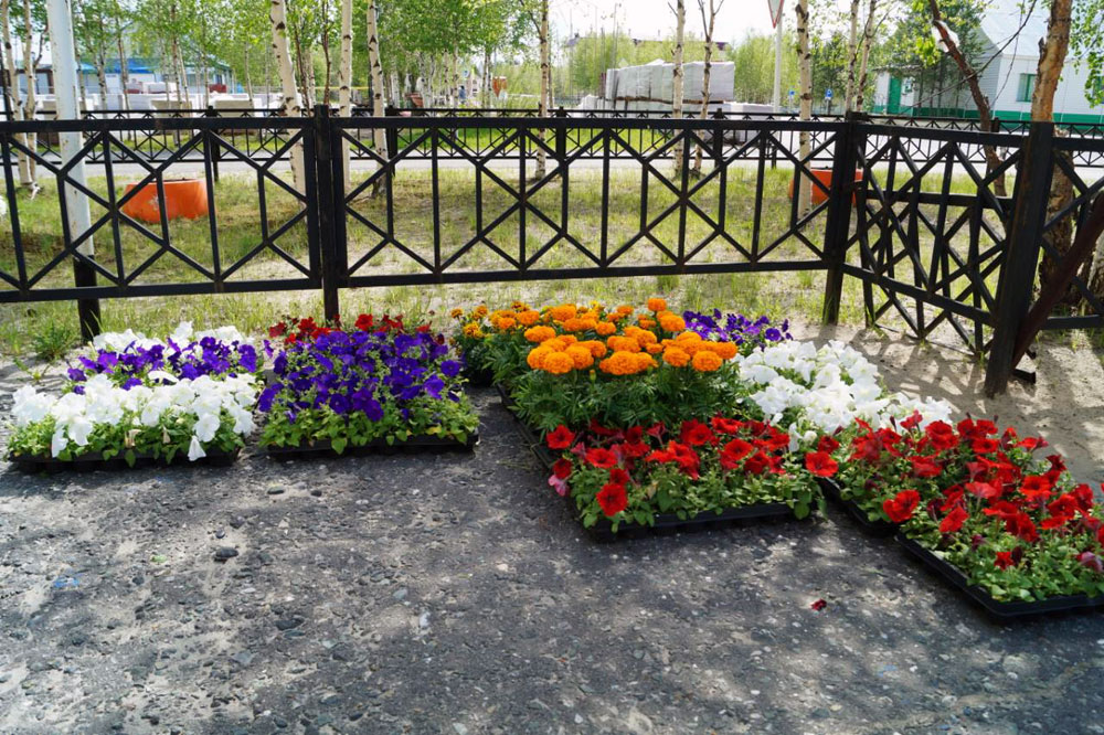 Масштабная кампания по высадке цветов в Ханымее завершена!